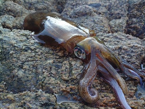 アオリイカの釣果