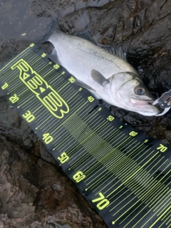 ヒラスズキの釣果