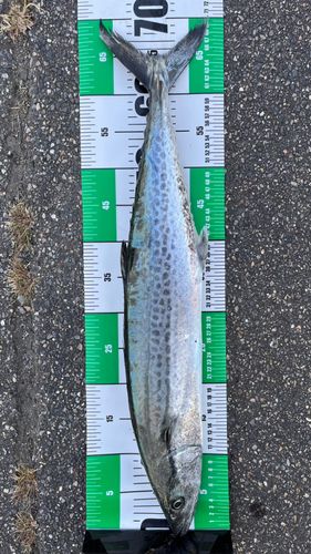 ワカシの釣果