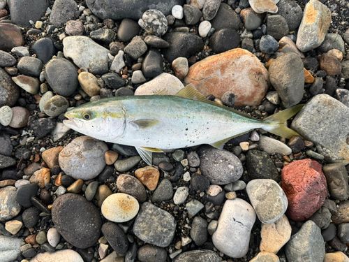 ワカシの釣果