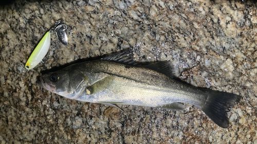 セイゴ(マルスズキ)の釣果