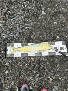 シイラの釣果
