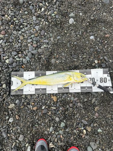 シイラの釣果