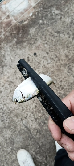 サッパの釣果
