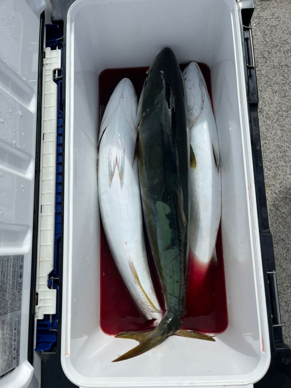 eichan.dさんの釣果 2枚目の画像