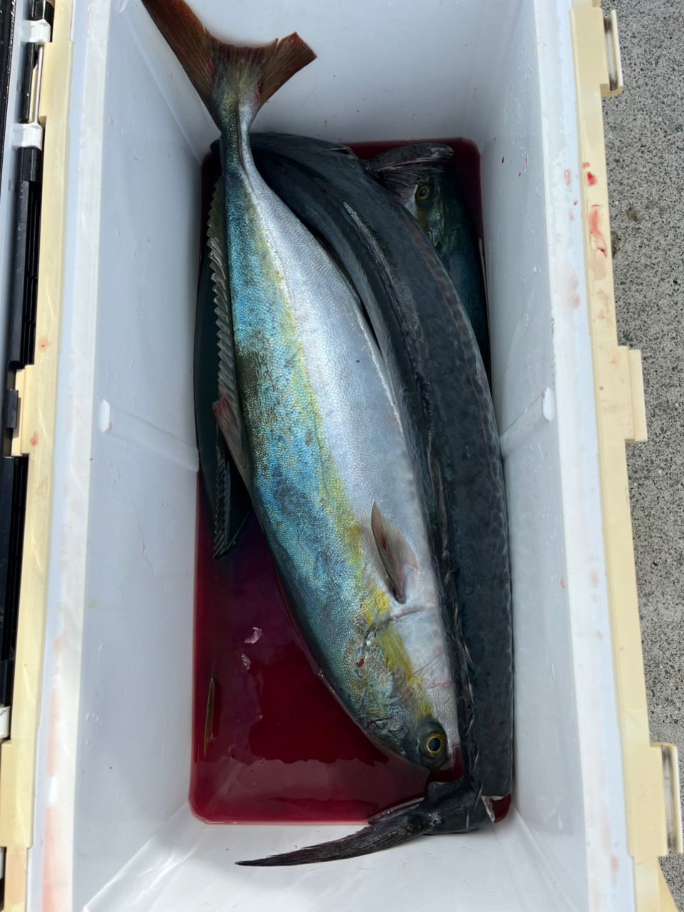 eichan.dさんの釣果 3枚目の画像