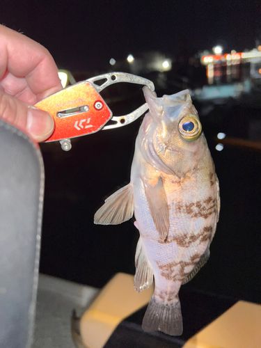 メバルの釣果