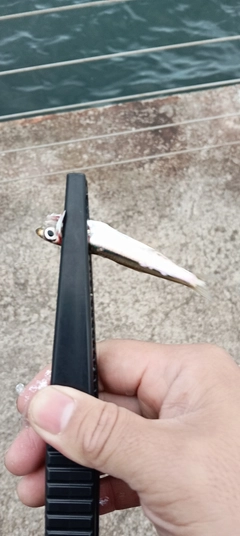 カタクチイワシの釣果