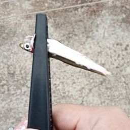 カタクチイワシ