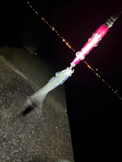 マサバの釣果