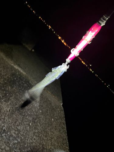 マサバの釣果