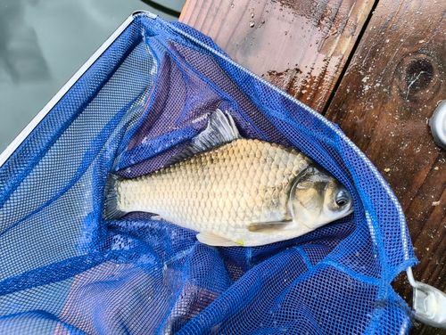 ヘラブナの釣果