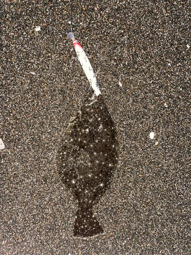 ヒラメの釣果