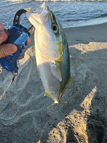 ワカシの釣果