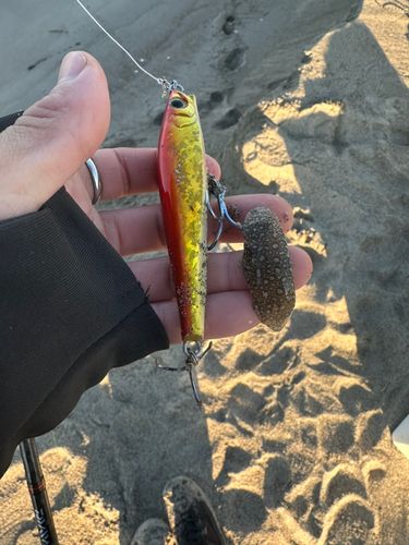 シタビラメの釣果