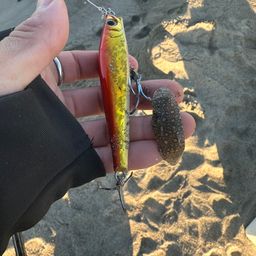 シタビラメ