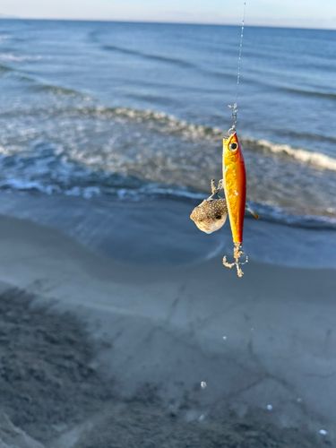 クサフグの釣果