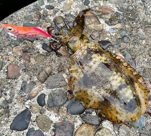アオリイカの釣果