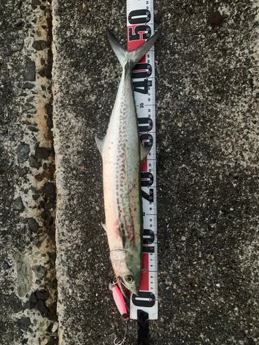 サゴシの釣果