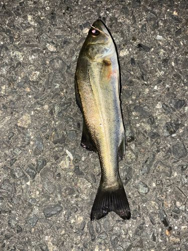 セイゴ（タイリクスズキ）の釣果