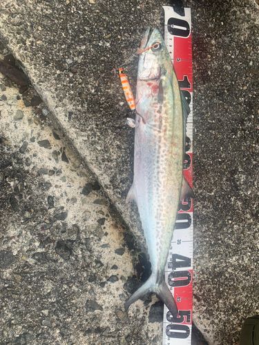 サゴシの釣果