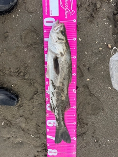 スズキの釣果