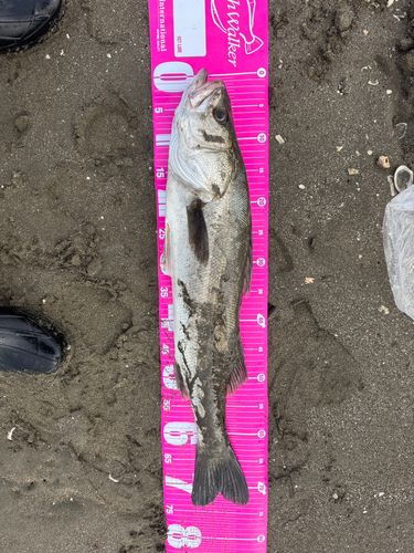 スズキの釣果