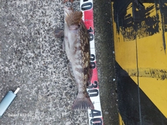 アブラコの釣果