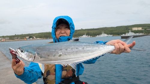 イケカツオの釣果