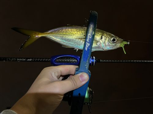 マアジの釣果