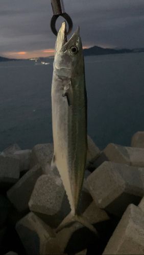 サゴシの釣果