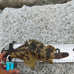 タケノコメバル