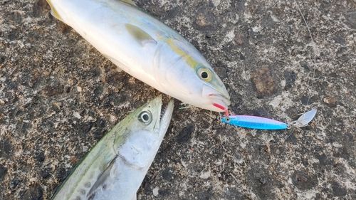 サゴシの釣果