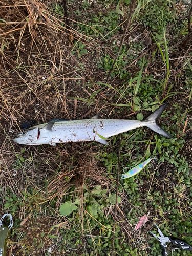 サゴシの釣果