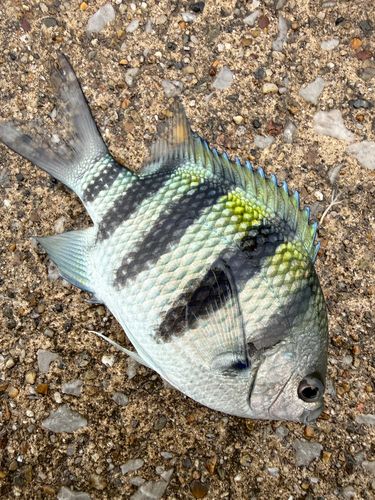 オヤビッチャの釣果