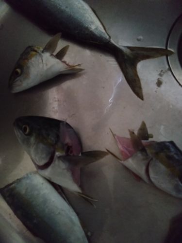 フクラギの釣果