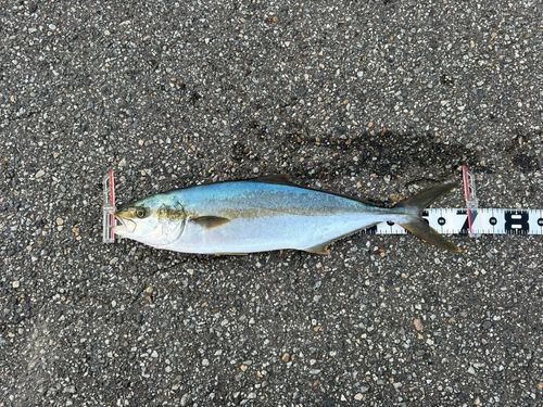 ヒラマサの釣果