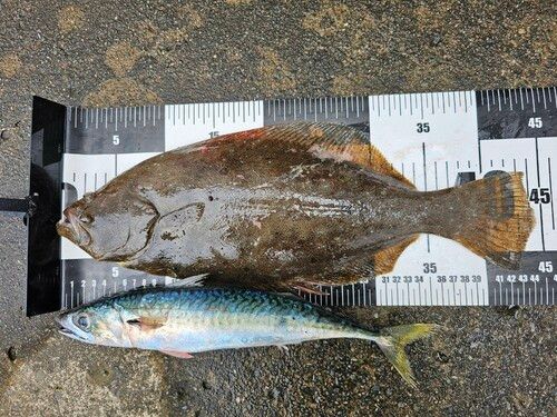 ヒラメの釣果
