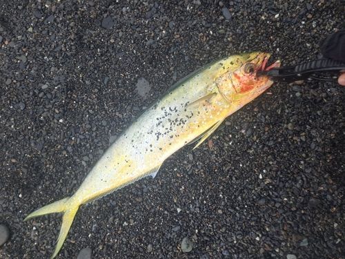 シイラの釣果