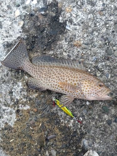 オオモンハタの釣果