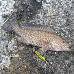 オオモンハタ