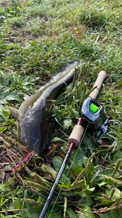 ナマズの釣果