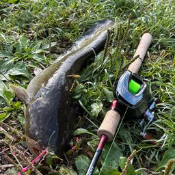 ナマズ
