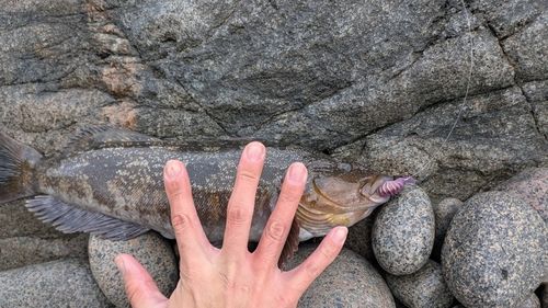 アイナメの釣果