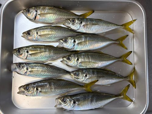 マアジの釣果