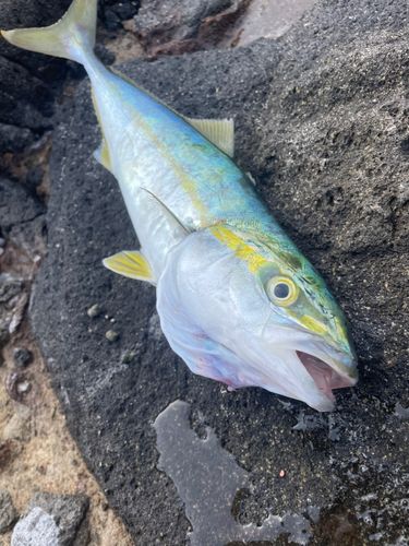 ワカシの釣果