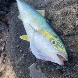 ワカシ