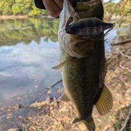 ラージマウスバス