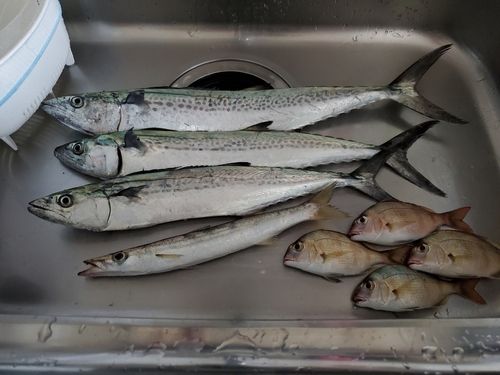 サゴシの釣果