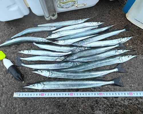 サヨリの釣果